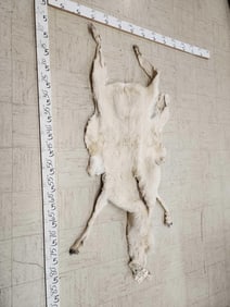 Mountain Goat Soft Tanned Full Cape Taxidermy