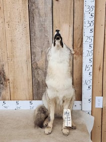 Howling Coyote Full Body Taxidermy Mount
