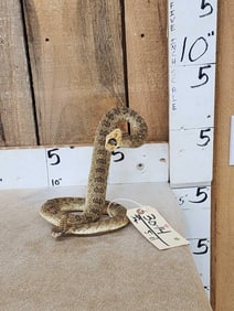 Diamondback Rattlesnake Full Body Taxidermy Mount