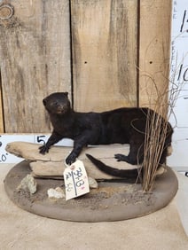 Black Mink Full Body Taxidermy Mount