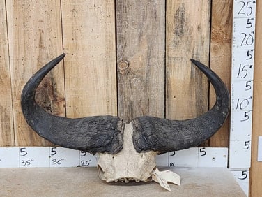 African Savannah Buffalo Horns On Skull Plate