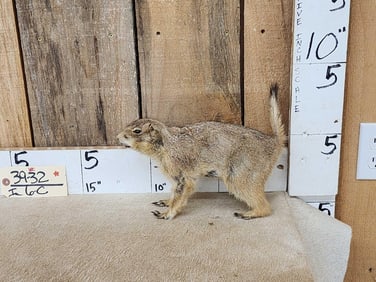 Prairie Dog Full Body Taxidermy Mount