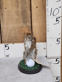 Golfing Squirrel Taxidermy Mount