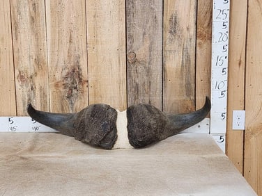 African Cape Buffalo Horns On Skull Plate