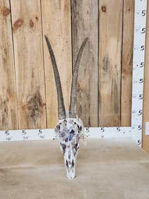 Scimitar Horned Oryx Skull Taxidermy