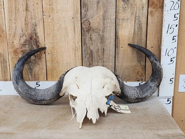 African Cape Buffalo Skull Taxidermy