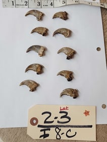 10 Blonde Phase Black Bear Claws Taxidermy