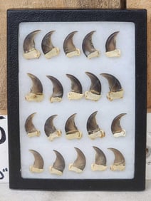 20 Black Bear Claws Taxidermy