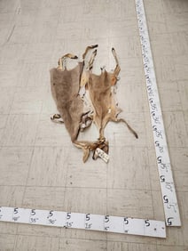 2 Tanned African Duiker Skins Taxidermy