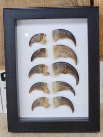 10 Black Bear Claws Taxidermy
