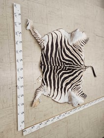 Tanned Zebra Skin Taxidermy