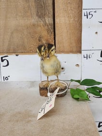 2 Headed Rouen Duckling Taxidermy