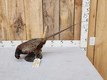 Rooster Pheasant Full Body Bird Taxidermy