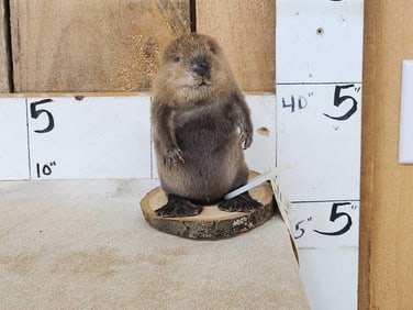 Baby Beaver Full Body Taxidermy Mount