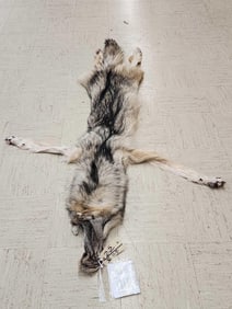 Soft Tanned Canadian Wolf Fur Taxidermy