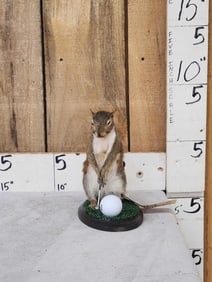 Golfing Squirrel Taxidermy Mount