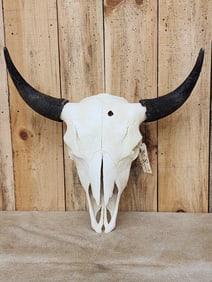 Big American Bison Buffalo Skull Taxidermy