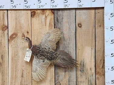 Hen Pheasant In Flight Bird Taxidermy