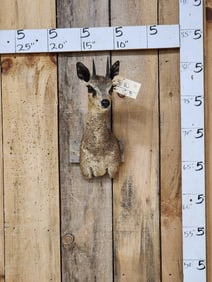African Klipspringer Shoulder Mount Taxidermy
