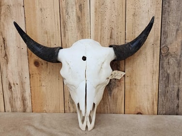 Big American Bison Buffalo Skull Taxidermy