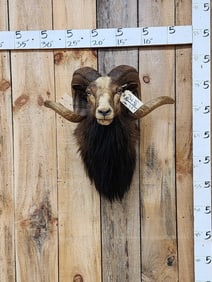 Mouflon Cross Ram Sheep Shoulder Mount Taxidermy