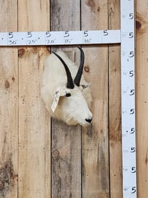 Mountain Goat Shoulder Mount Taxidermy