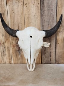Big American Bison Buffalo Skull Taxidermy