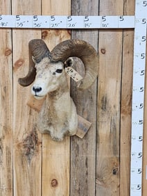 Desert Bighorn Sheep Shoulder Mount Taxidermy