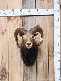 Mouflon Ram Sheep Shoulder Mount Taxidermy