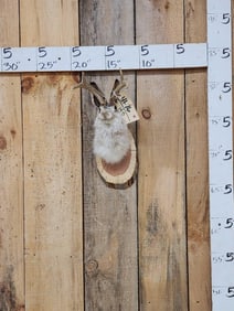 Jackalope Shoulder Mount Taxidermy