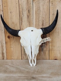 Big American Bison Buffalo Skull Taxidermy