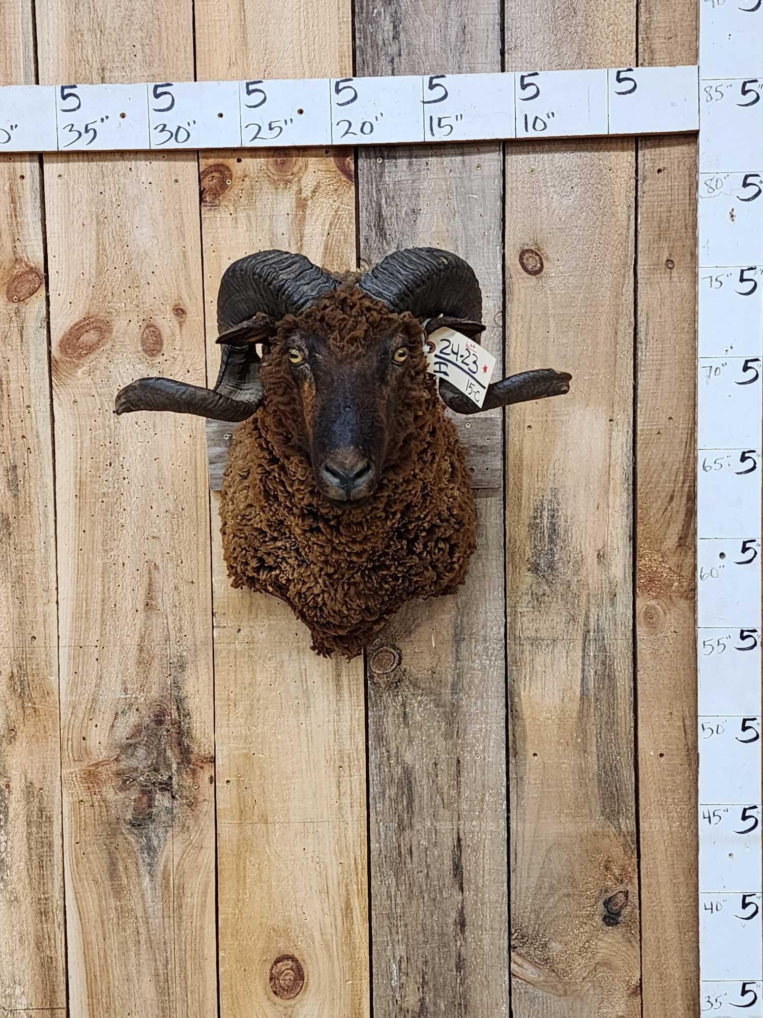 Arawapa Ram Sheep Shoulder Mount Taxidermy (1 of 3)
