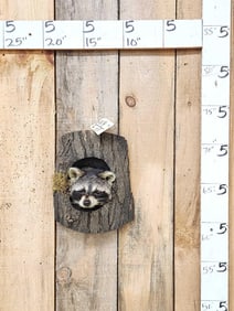 Raccoon In A Den Taxidermy