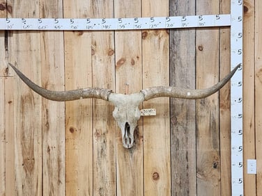 Texas Longhorn Steer Skull Taxidermy