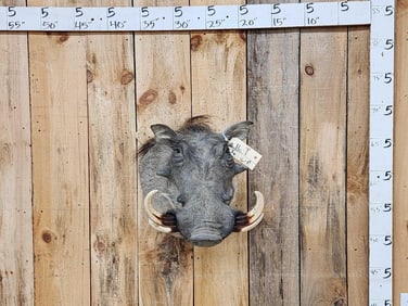 African Warthog Shoulder Mount Taxidermy