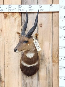 African Bush Buck Shoulder Mount Taxidermy