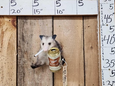 Naughty Opossum Taxidermy Mount