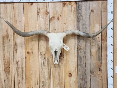 Texas Longhorn Steer Skull Taxidermy