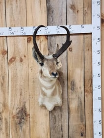 Pronghorn Antelope Shoulder Mount Taxidermy