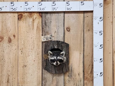 Raccoon In A Den Taxidermy