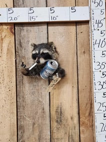 Naughty Raccoon Shoulder Mount Taxidermy