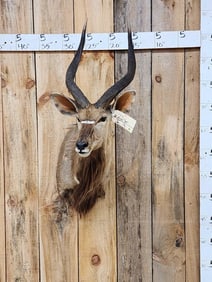 African Nyala Shoulder Mount Taxidermy