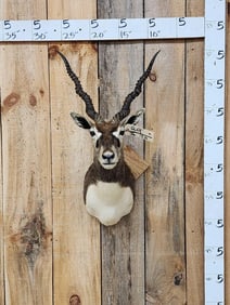 Indian Black Buck Shoulder Mount Taxidermy