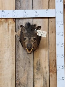 Javelina Or Peccary Shoulder Mount Taxidermy