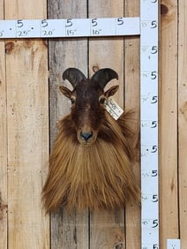 Himalayan Tahr Shoulder Mount Taxidermy