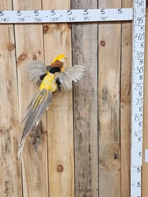 Golden Pheasant In Flight Bird Taxidermy