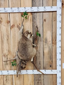 FAT Cinnamon Phase Raccoon Full Body Taxidermy Mount