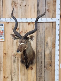 African Kudu Shoulder Mount Taxidermy