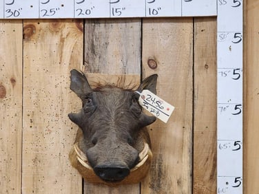 African Warthog Shoulder Mount Taxidermy