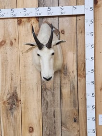 Mountain Goat Shoulder Mount Taxidermy